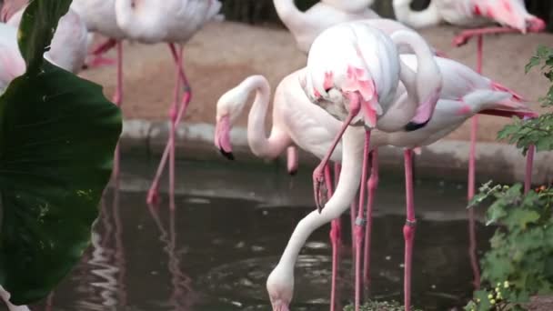 Группа птиц фламинго, стоящих и идущих по земле — стоковое видео