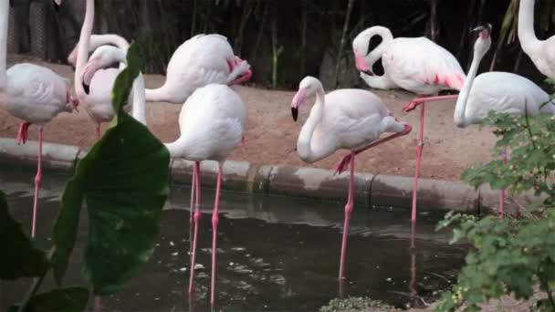 Flamingo madarak állás és járás a földön csoportja — Stock videók