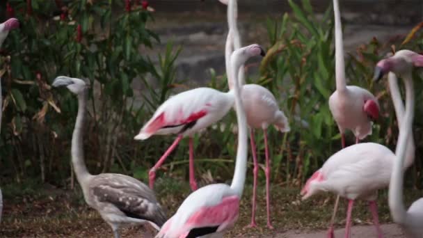 groupe d'oiseaux flamants roses debout et marchant sur le sol 