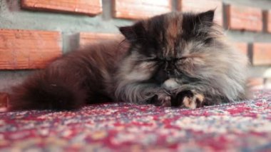 Farsça halı üzerinde uyuyan kedi kadar yakın ve düşük açılı vurdu