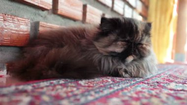 Farsça halı üzerinde uyuyan kedi kadar yakın ve düşük açılı vurdu