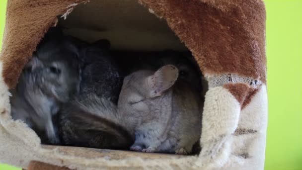 Grey Chinchilla zittend op groene stoel — Stockvideo