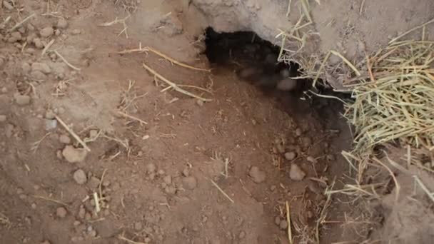 Prairie dog or Cynomys, digging hole — Stock Video