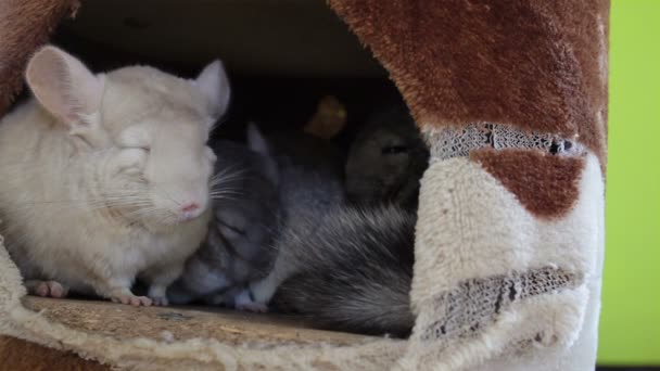 白いチンチラと巣で寝ているグループ — ストック動画