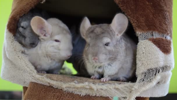 Weiße Chinchilla und Gruppen, die in Höhlen schlafen — Stockvideo