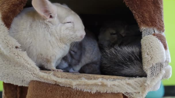 White Chinchilla and groups sleeping in burrow — Stock Video