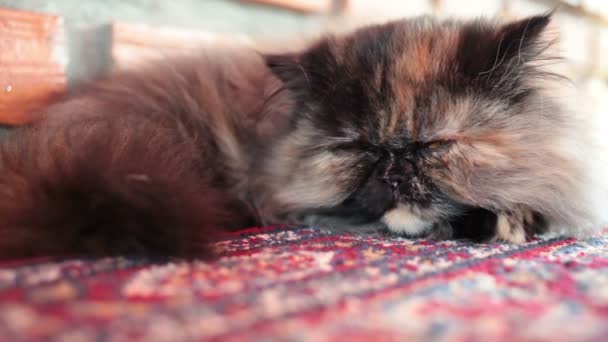 Persian Cat sleeping on carpet, close up and low angle shot — Stock Video