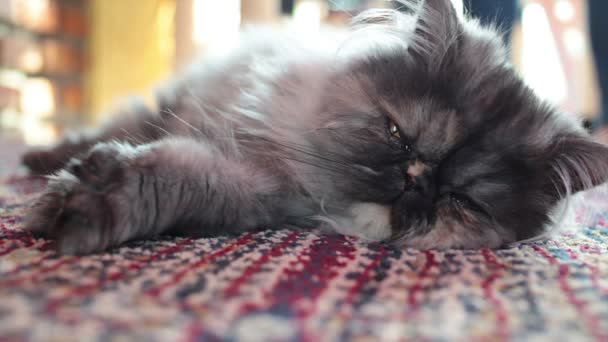 カーペットの上で眠っているペルシャ猫のクローズ アップと低角度のショット — ストック動画