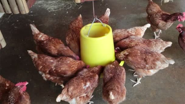 Pollo o gallina comer en alimentos de aves de corral en la granja, vista de ángulo alto superior — Vídeos de Stock