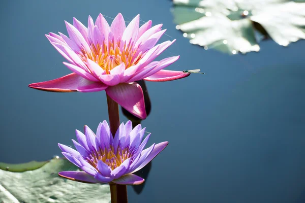 Lotus flower background — Stock Photo, Image