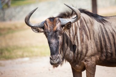 Yat, closeup wildebeest ayakta