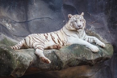 Beyaz bengal kaplanı, yalan, sakin ol ve cliff üzerinde izlerken