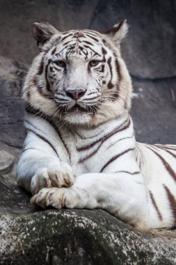 Beyaz bengal kaplanı, yalan, sakin ol ve cliff üzerinde izlerken