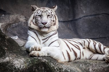 Beyaz bengal kaplanı, yalan, sakin ol ve cliff üzerinde izlerken