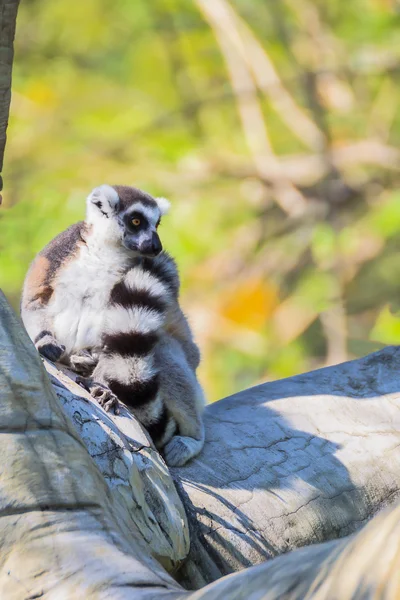 Ogoniasty Lemur (Lemur catta) siedzieć na drzewie — Zdjęcie stockowe