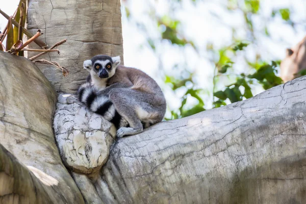 Ogoniasty Lemur (Lemur catta) siedzieć na drzewie — Zdjęcie stockowe