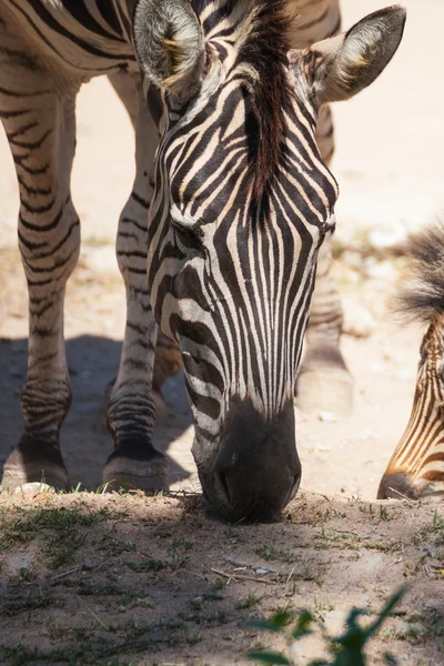 Közös Zebra, tudományos nevek "Equus burchellii", a füvet eszik — Stock Fotó