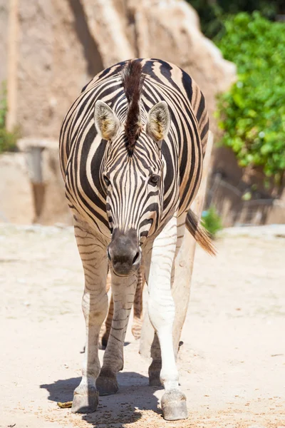 Zebra comum, nomes de ciência "Equus burchellii", stand on sand gr — Fotografia de Stock