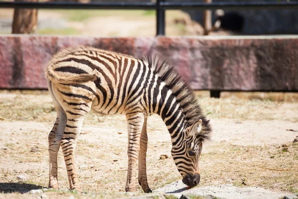 Zèbre commun, noms scientifiques "Equus burchellii", porte-bébé sur sa — Photo