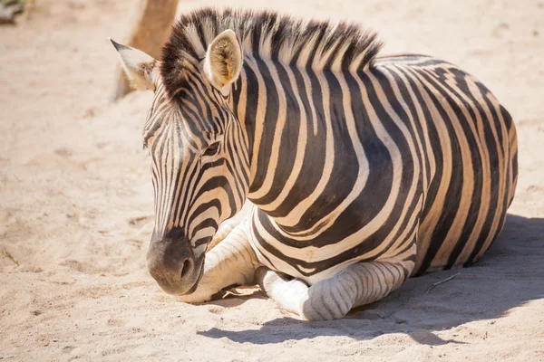 Обычная зебра, научные названия "Equus burchellii", лежать на песке — стоковое фото