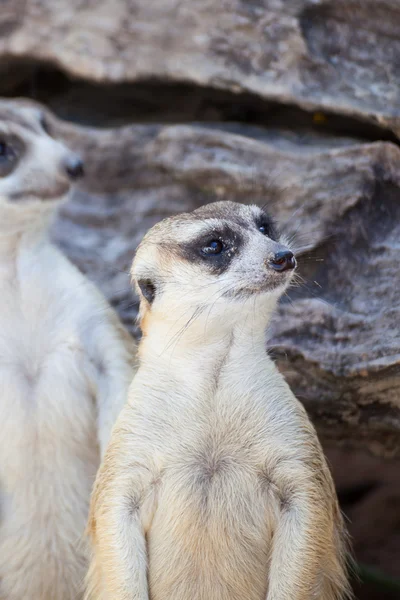 Waarschuwing meerkat (Suricata suricatta) groepen permanent — Stockfoto