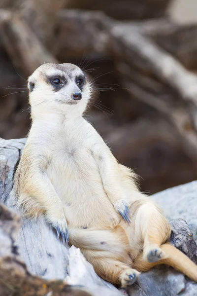 Alerte meerkat (Suricata suricatta) assis et se détendre sur l'arbre comme — Photo