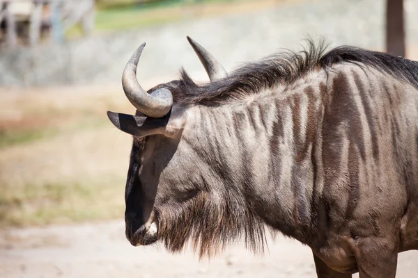 Wildebeest stående på marken, närbild — Stockfoto