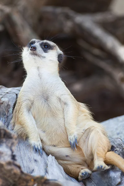 Wachsame Erdmännchen (suricata suricatta) sitzen und entspannen auf Baum als — Stockfoto