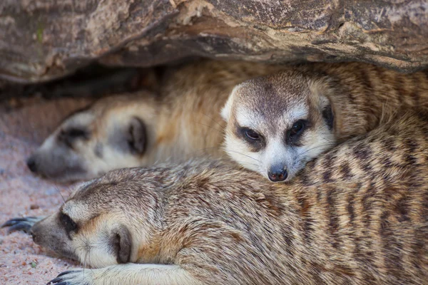 Skupina Surikata (Suricata suricatta) spaní pod dřevem — Stock fotografie