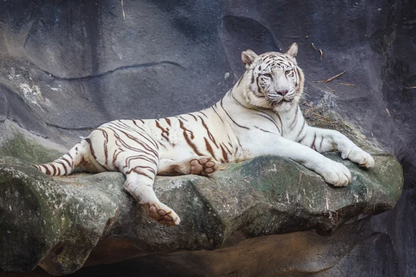 Beyaz bengal kaplanı, yalan, sakin ol ve cliff üzerinde izlerken — Stok fotoğraf