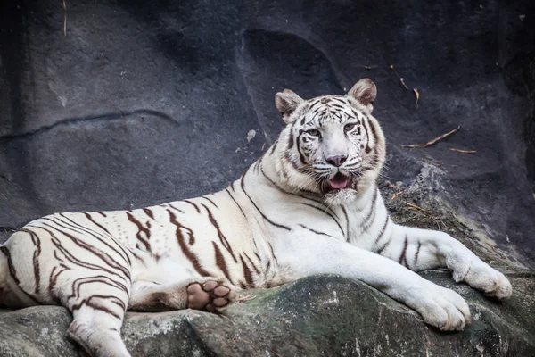 Tigre de bengala branco, deitado, relaxado, e assistindo no penhasco — Fotografia de Stock
