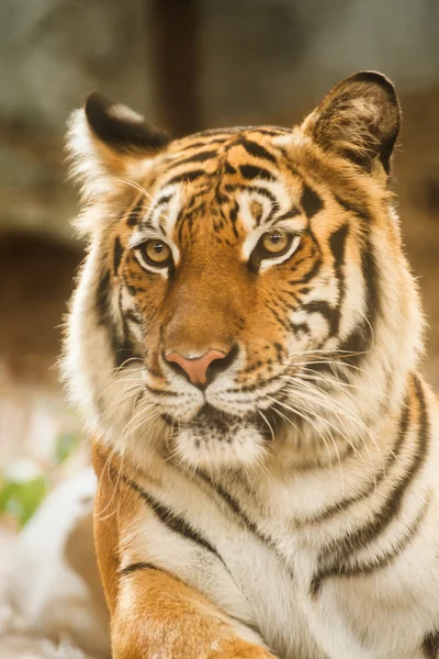 Tygr bengálský, lhaní, klid a dívají se na zemi — Stock fotografie