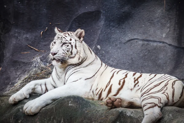 Bílý tygr bengálský, ležící, relaxovat a dívají se na skále — Stock fotografie