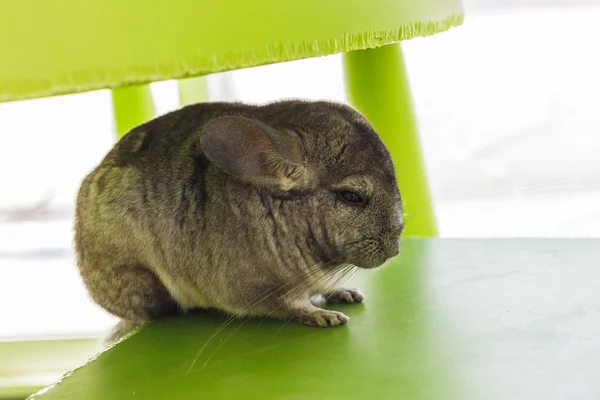 Chinchilla grey color, sitting in chair — Stock Photo, Image