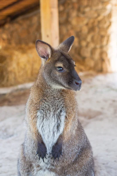 Wallaby, kleine kangaroo — Stockfoto