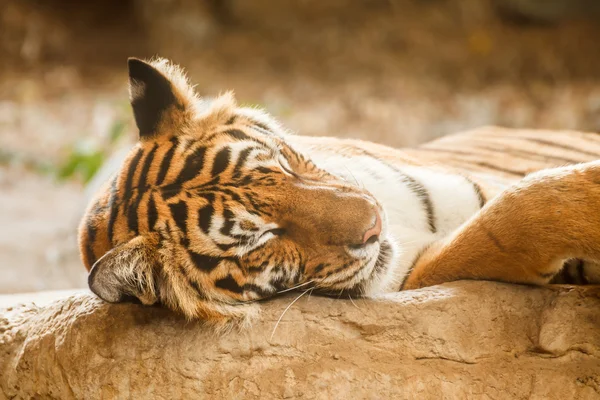 Bengal tiger is sleeping, and relax on timber under tree — Stock Photo, Image