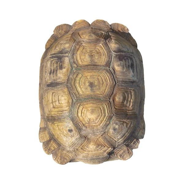 Tortoise shell bruine kleur van gigantische schildpad op witte achtergrond — Stockfoto