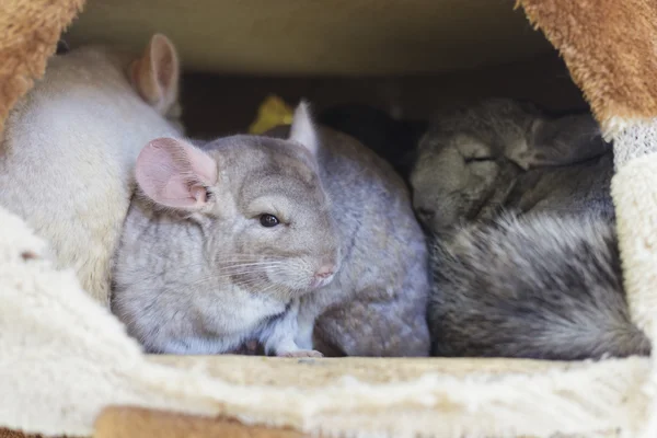 Hol içinde uyuyan chinchilla grupları — Stok fotoğraf