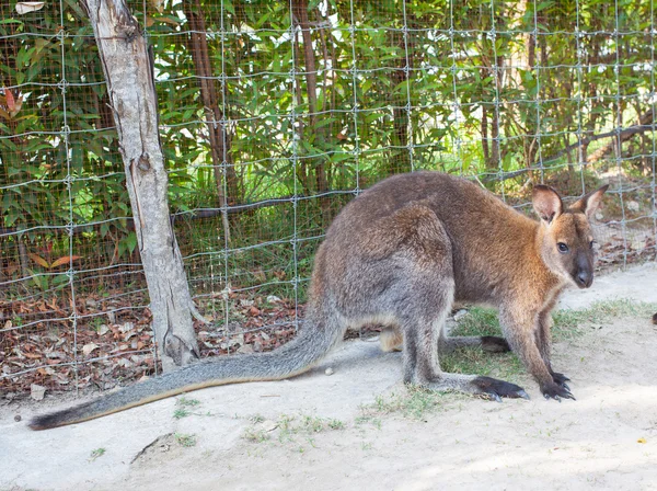 Wallaby, kleine kangaroo — Stockfoto