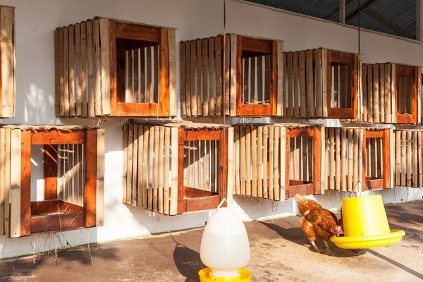 Курятник на ферме, повешен на стене для куриного люка — стоковое фото