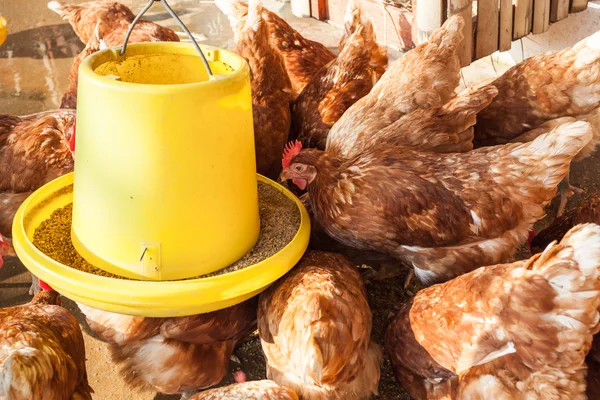 Alimentación de gallina o grupo de pollo en corral de gallinero — Foto de Stock