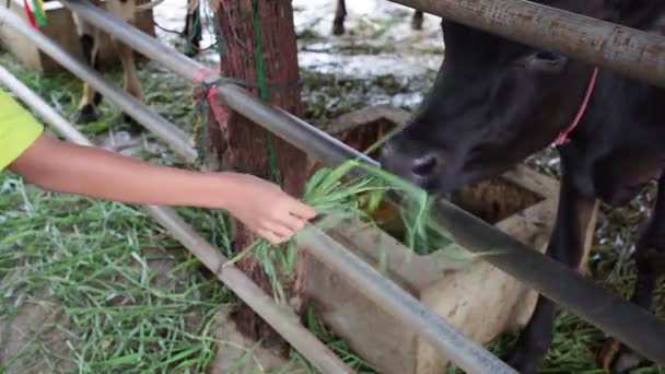 Frisches grünes Gras an hungrige Kuh im Stall verfüttern, um Verdienste von Hand zu erwerben, Kultur der Thais — Stockvideo