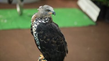 Harris Şahin oturma ve kereste HD etrafa