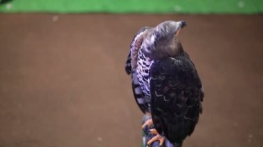 Harris Şahin oturma ve kereste HD etrafa