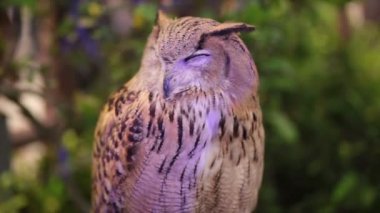 Avrupa kartal baykuş veya Avrasya kartal uyku ve Hd, closeup çekim izlerken baykuş