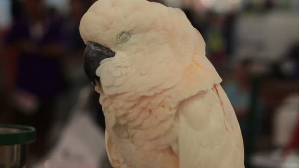 Moluccan Cockatoo sleeping on timber in HD, close seup shot — стоковое видео