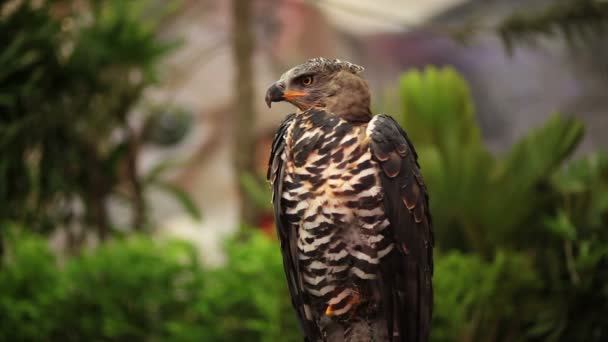 Harris hawk συνεδρίαση, ρίχνοντας μια ματιά στο ξυλείας σε Hd — Αρχείο Βίντεο