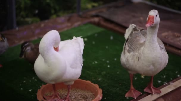 Embden Goose, dressing feather near the pond in HD — Stock Video