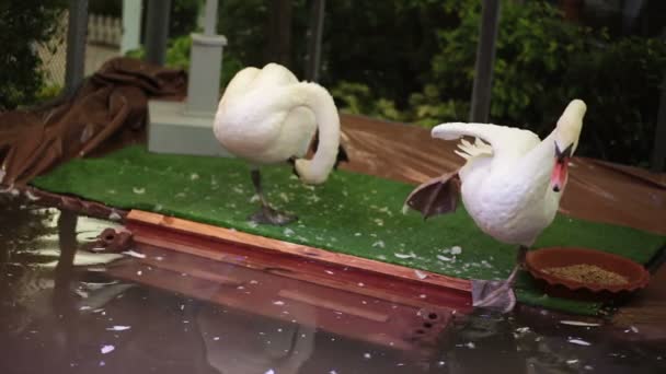 Embden Goose, dressing feather near the pond in HD — Stock Video