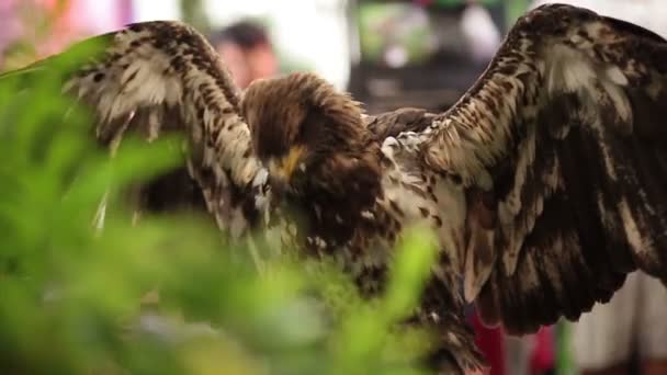 Golden Eagle Dressing Or Grooming Feather On Timber In Hd